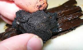 Vanilla Seeds
